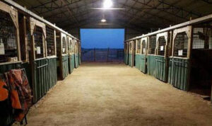 Horsemanship Lessons - Oak Meadows Stables